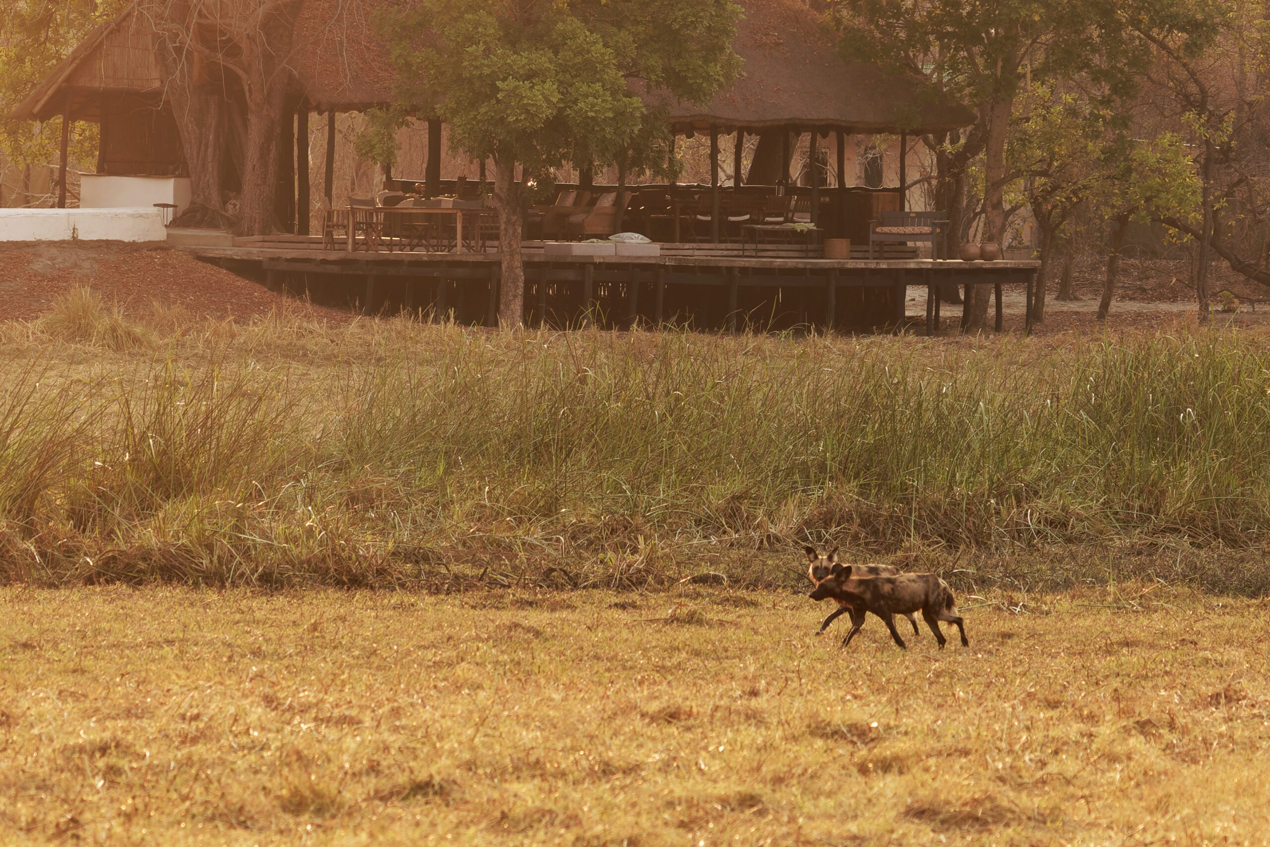 kafue national park nanzhila safari wilddog