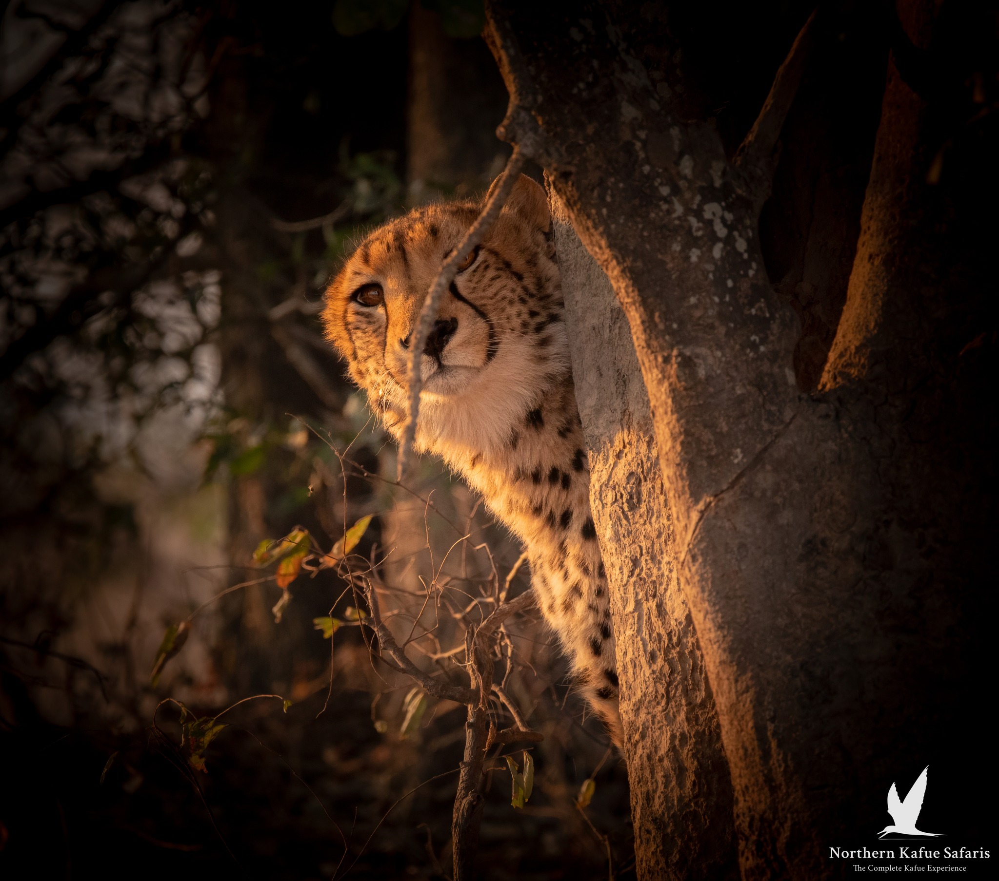 kasonso busanga safari lodge cheetah behind a tree