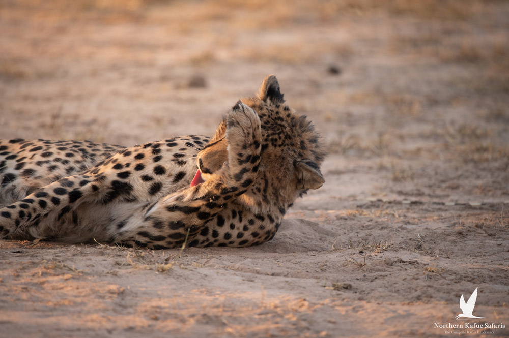 kasonso-busanga-safari-lodge-cheetah