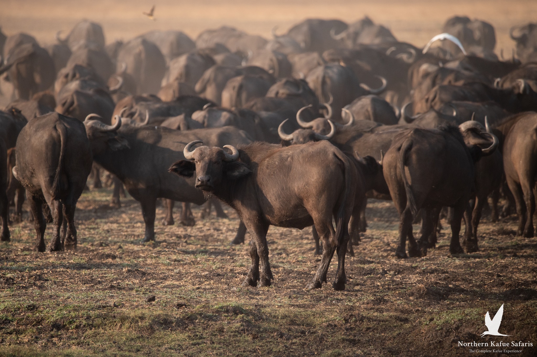 kasonso busanga safari lodge herd of buffalo