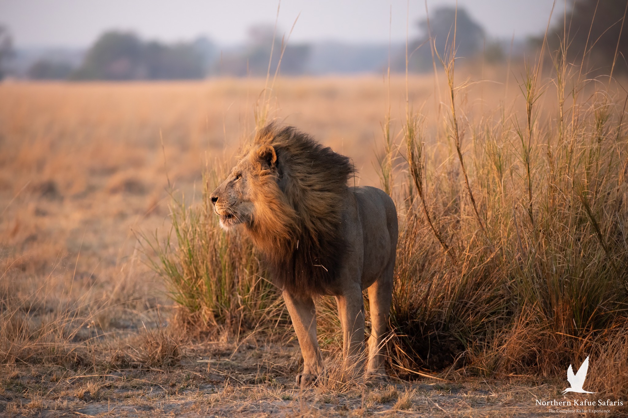 kasonso busanga safari lodge lion
