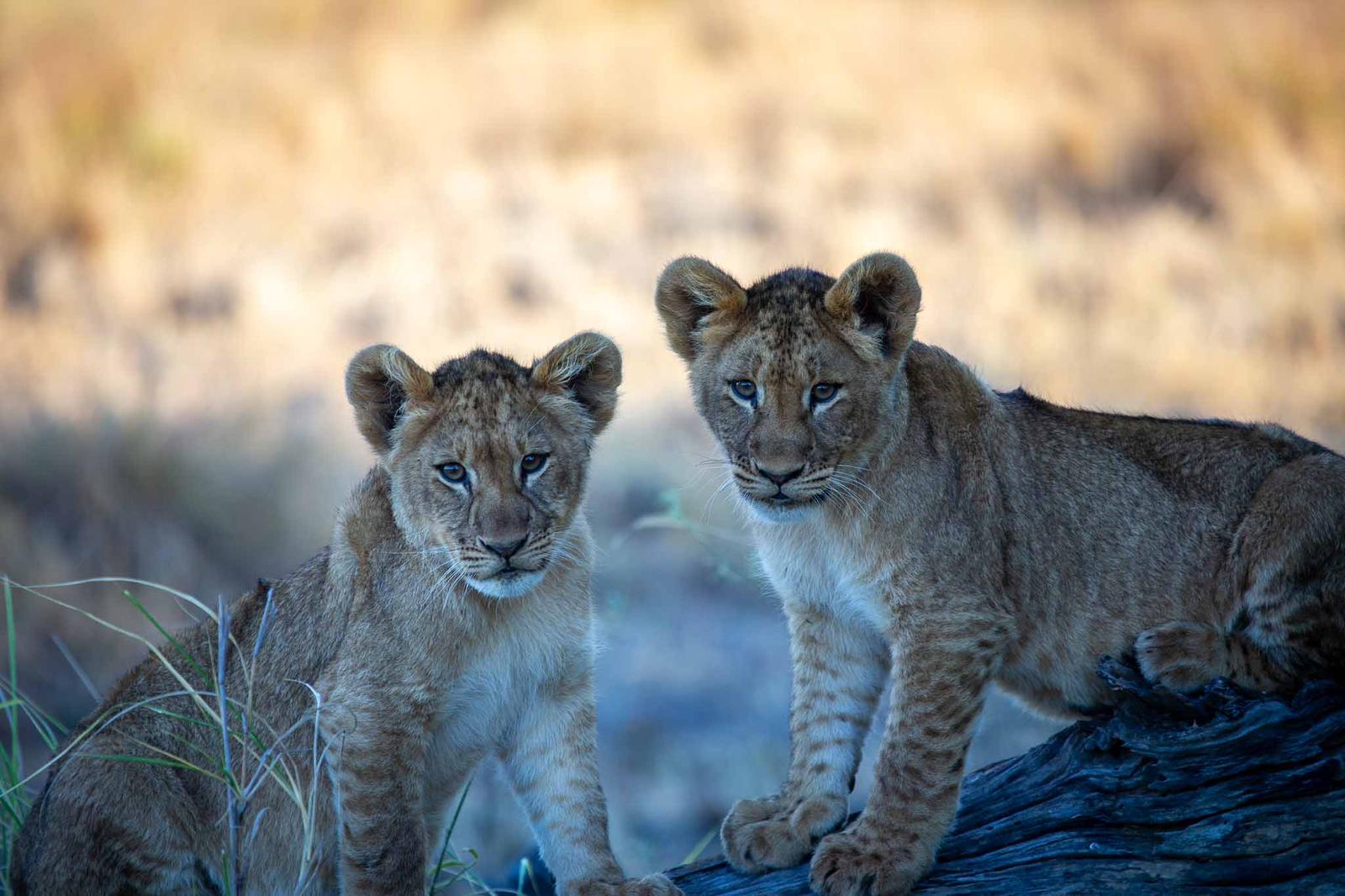 kasonso busanga safari lodge lions