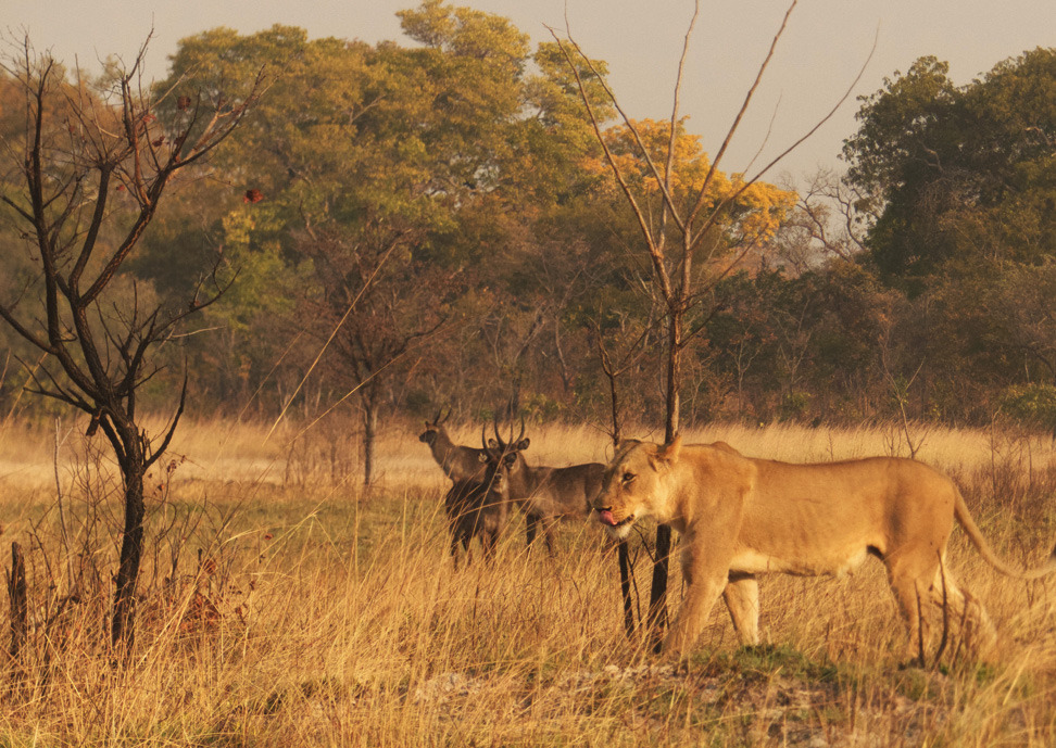 lion-waterbuck-nanzhila-plains