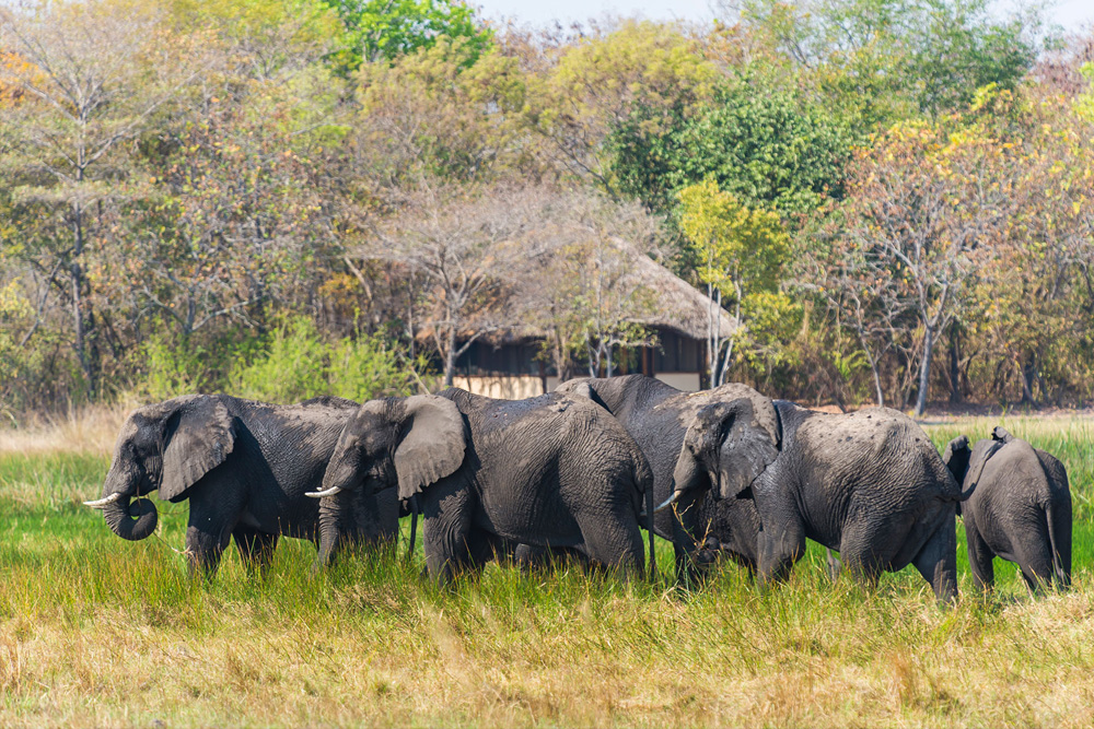 nanzhila-plains-elephants