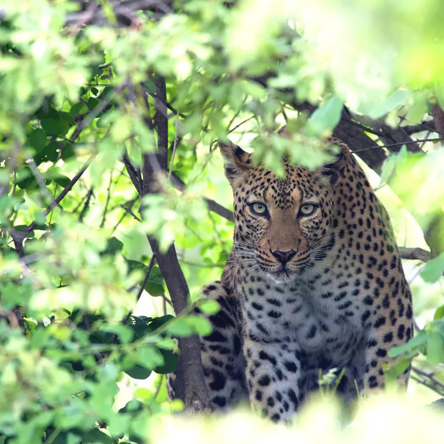 nanzhila safaris kafue national park game viewing predators 33
