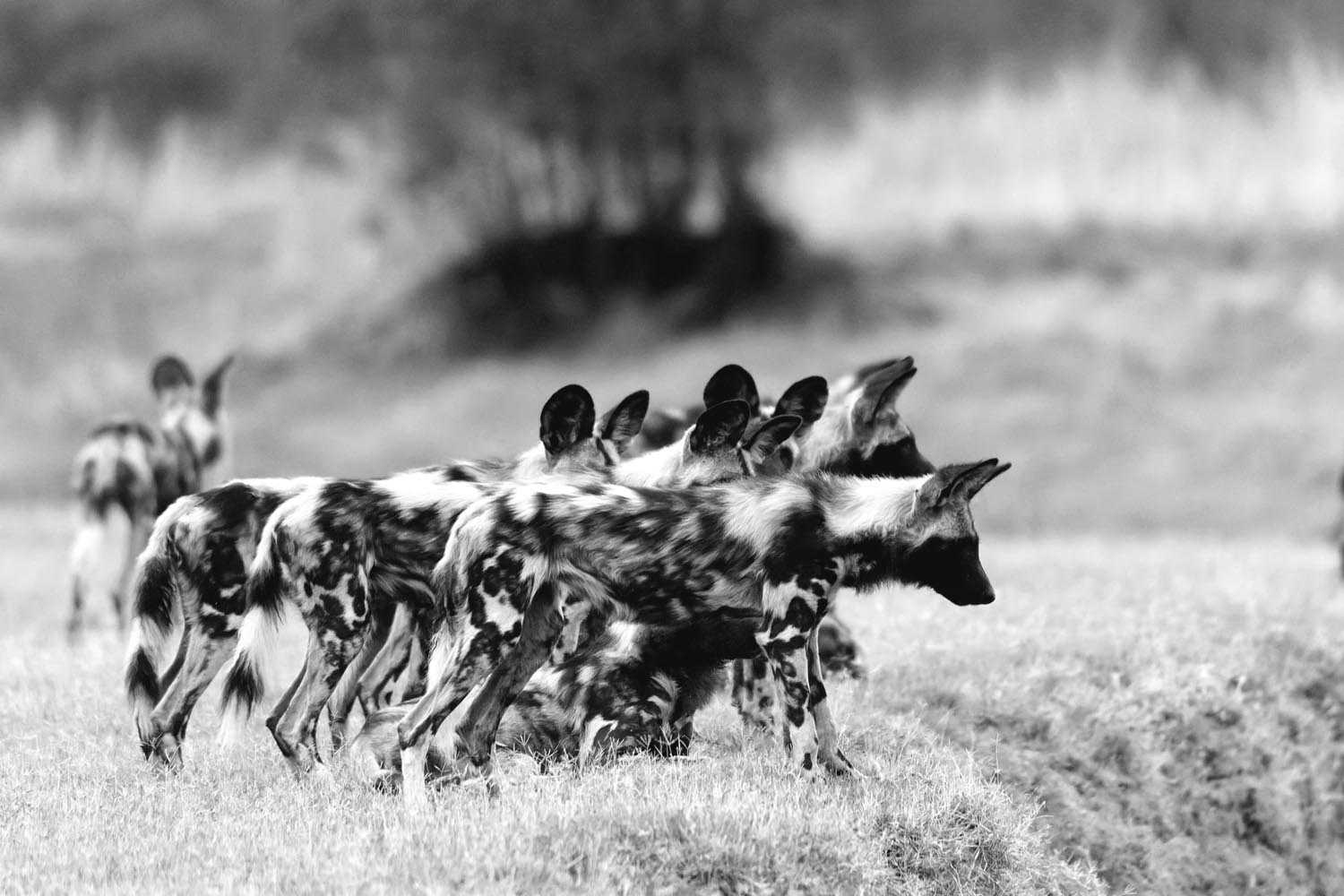 nanzhila safaris kafue national park game viewing predators 35