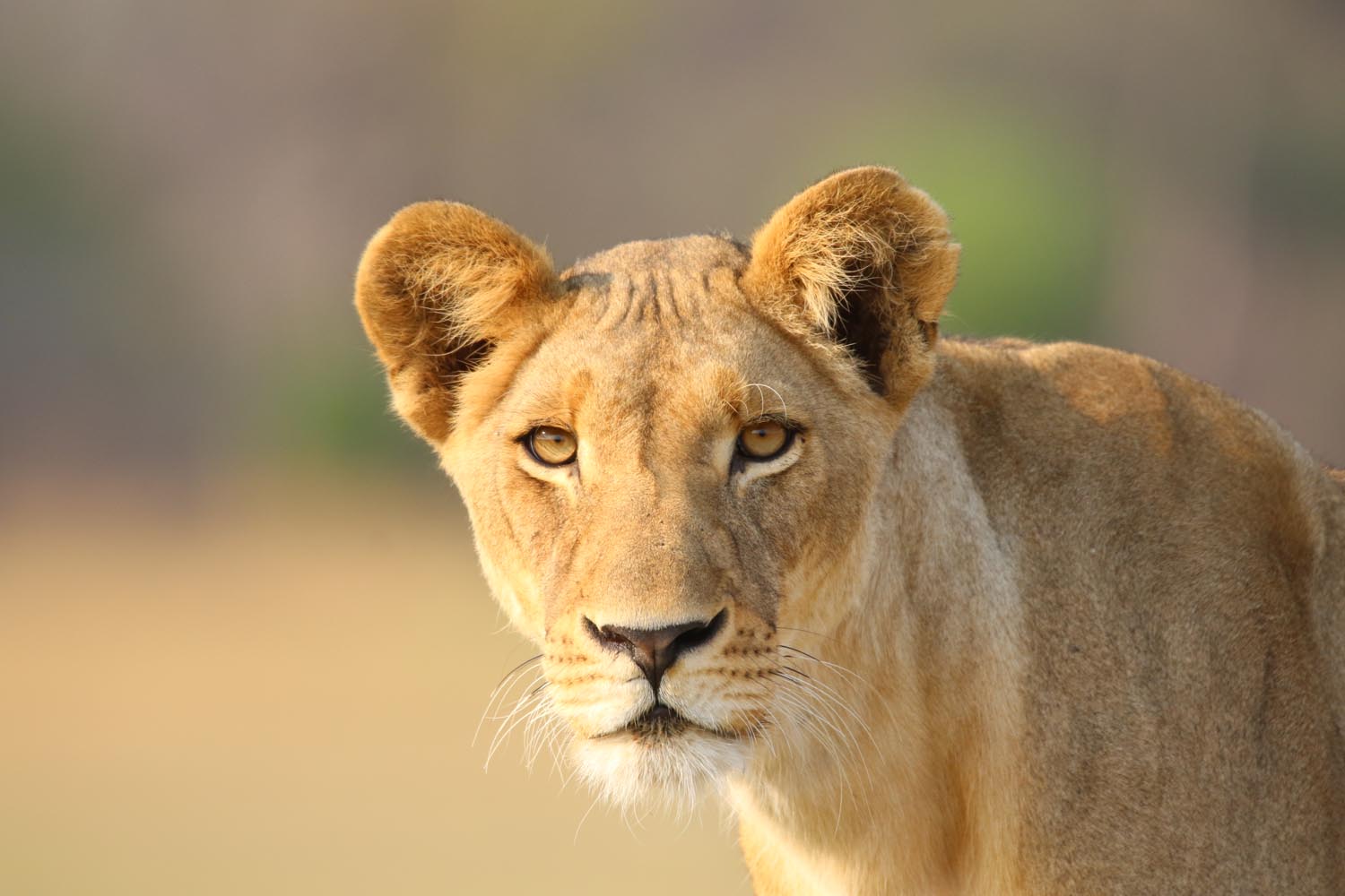 nanzhila safaris kafue national park game viewing predators 7