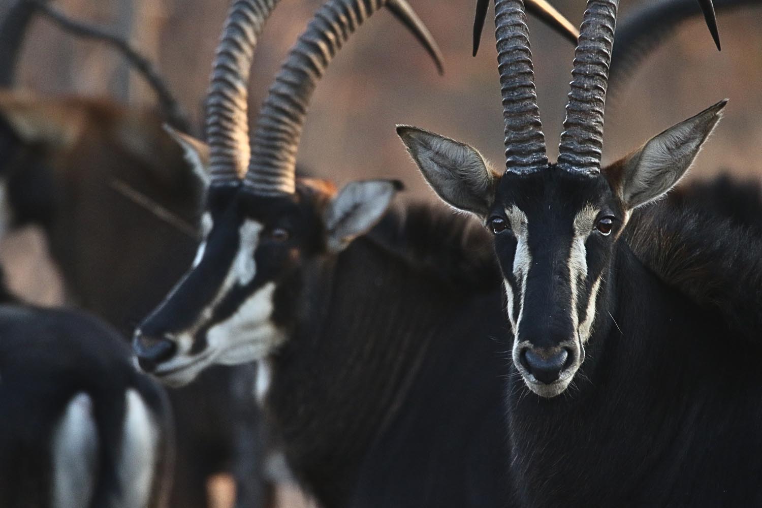 nanzhila safaris kafue national park game viewing predators Sable