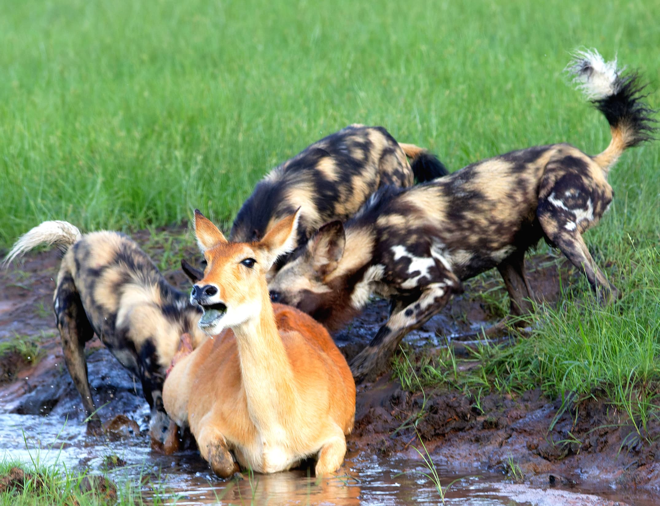 predator season wilddog killing antelope